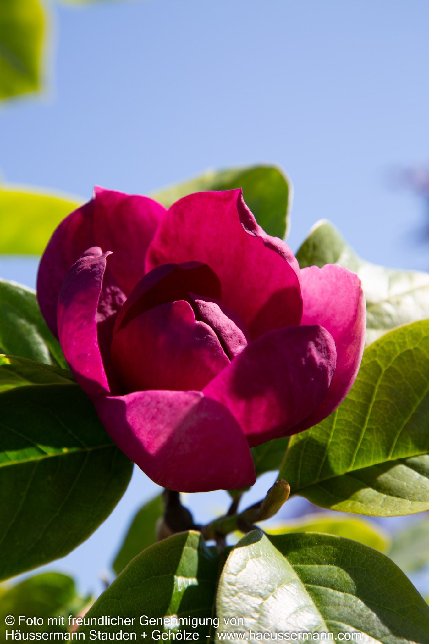 Magnolie 'Black Tulip' (Magnolia x cult.)