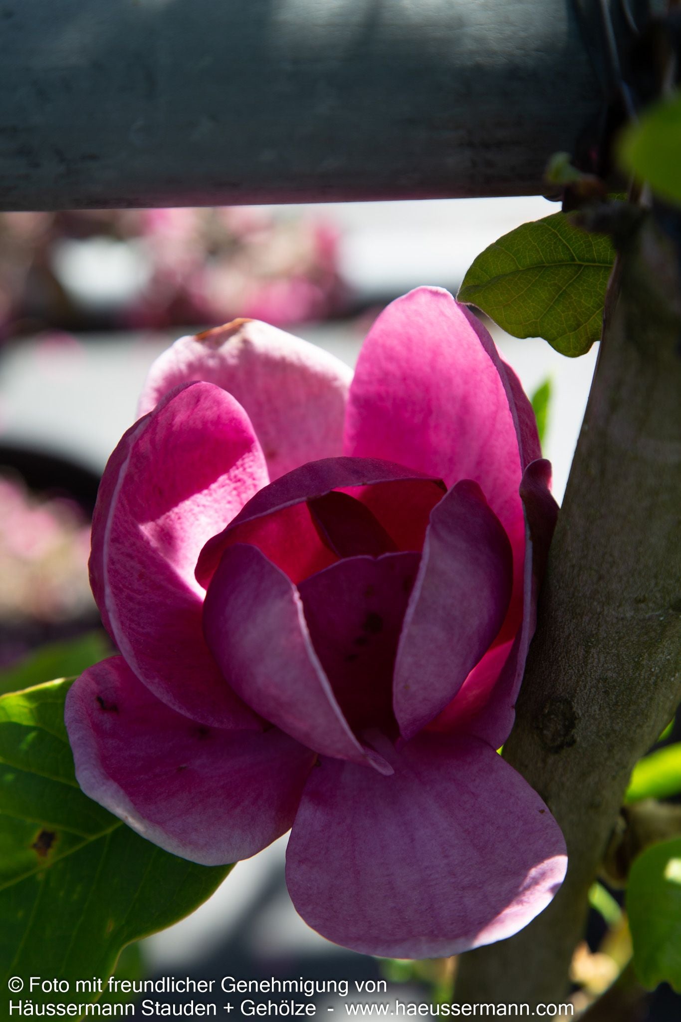 Magnolie 'Black Tulip' (Magnolia x cult.)