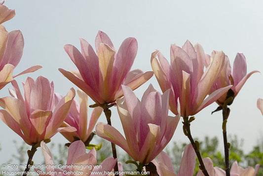 Magnolie 'Coral Lake' (Magnolia x cult.)