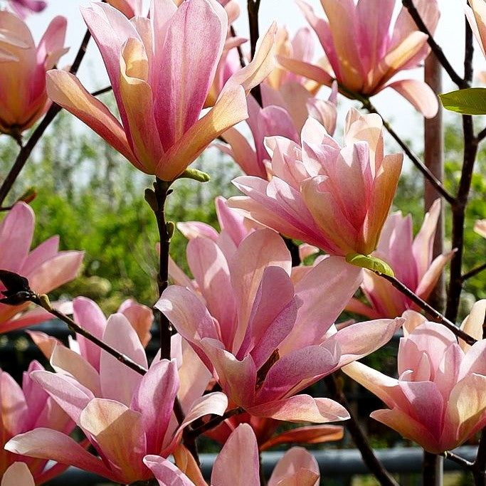 Magnolie 'Coral Lake' (Magnolia x cult.)