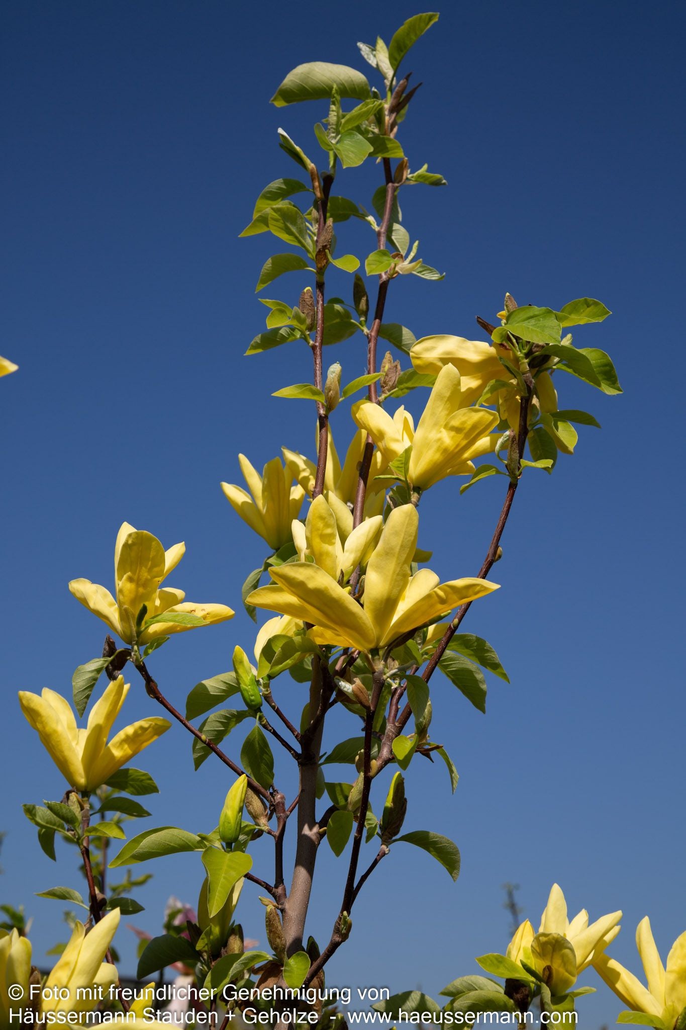 Magnolie 'Daphne' (Magnolia x cult.)