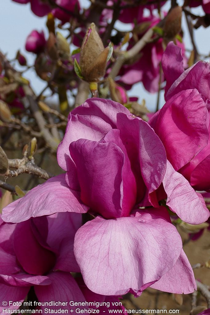 Magnolie 'Felix Jury' (Magnolia x cult.)