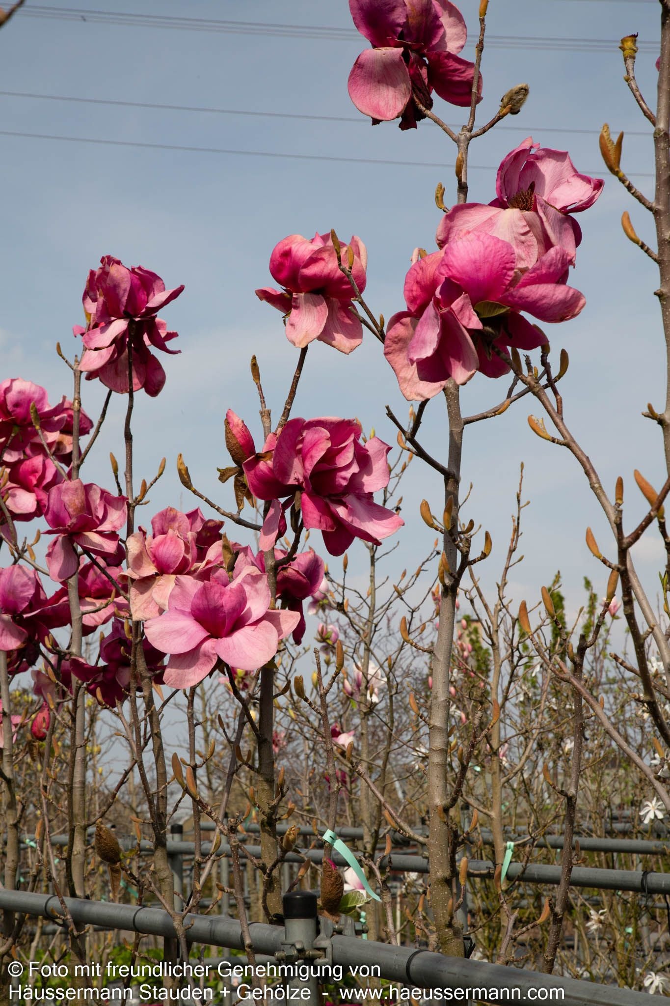 Magnolie 'Felix Jury' (Magnolia x cult.)