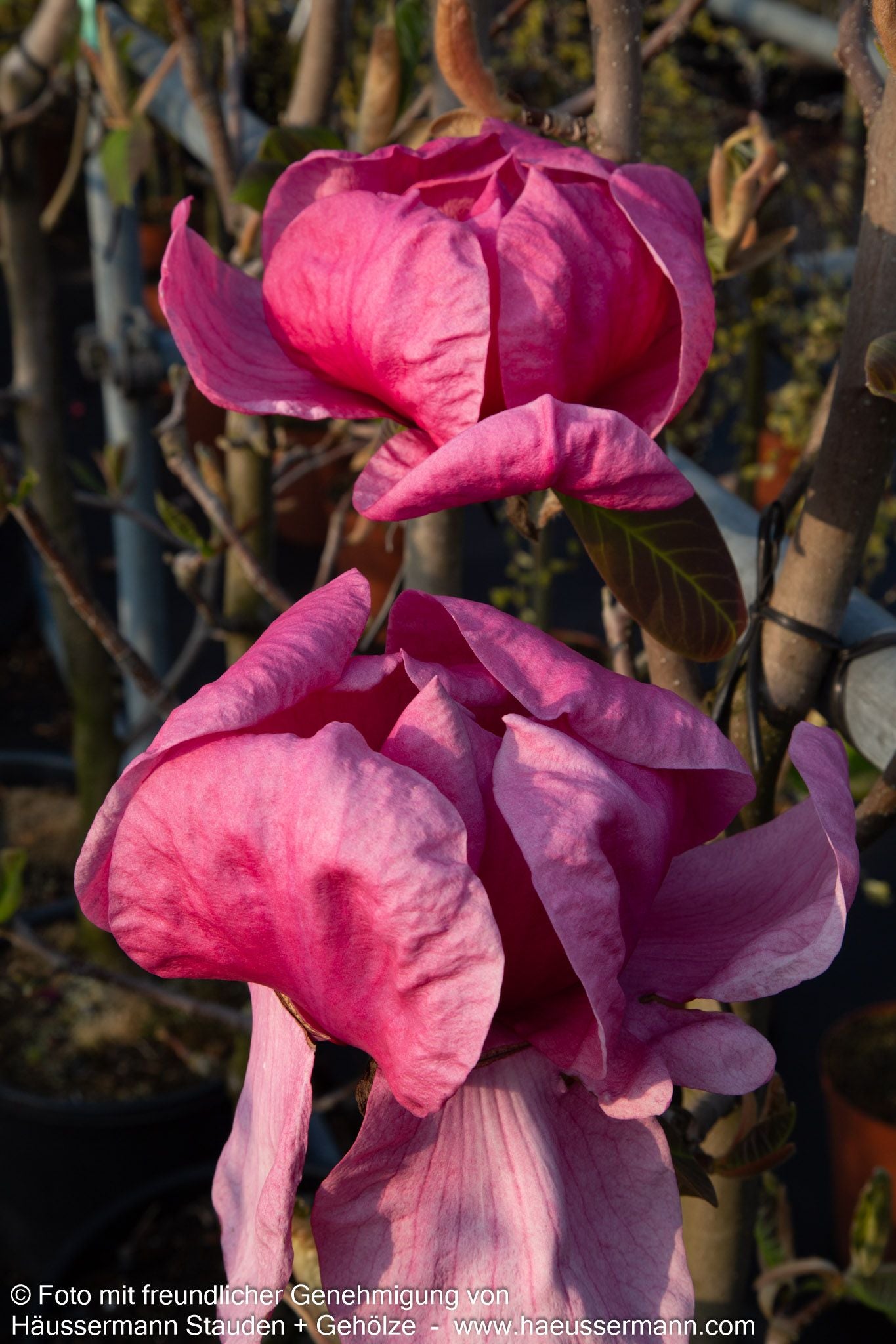 Magnolie 'Felix Jury' (Magnolia x cult.)