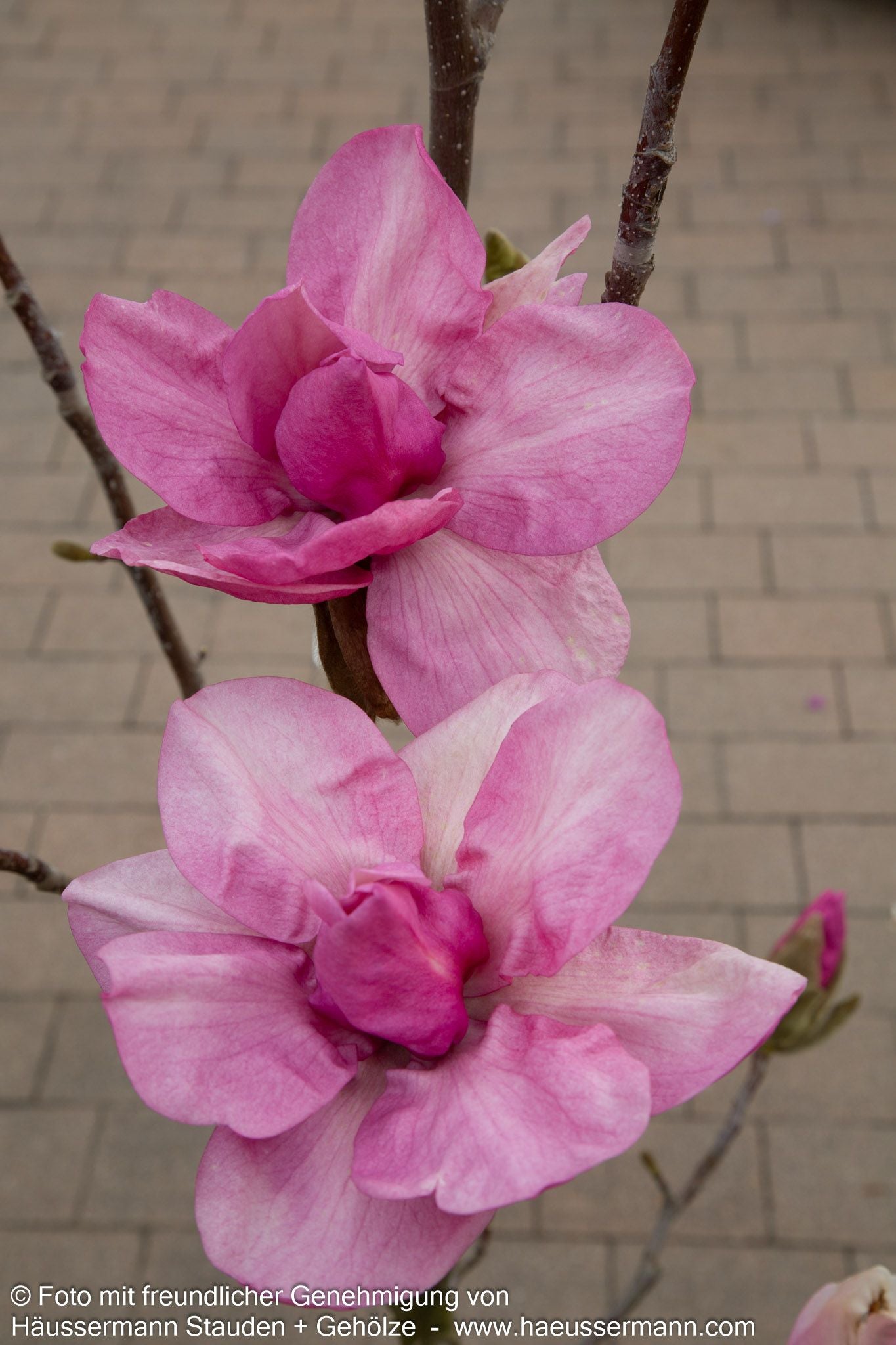 Magnolie 'Felix Jury' (Magnolia x cult.)