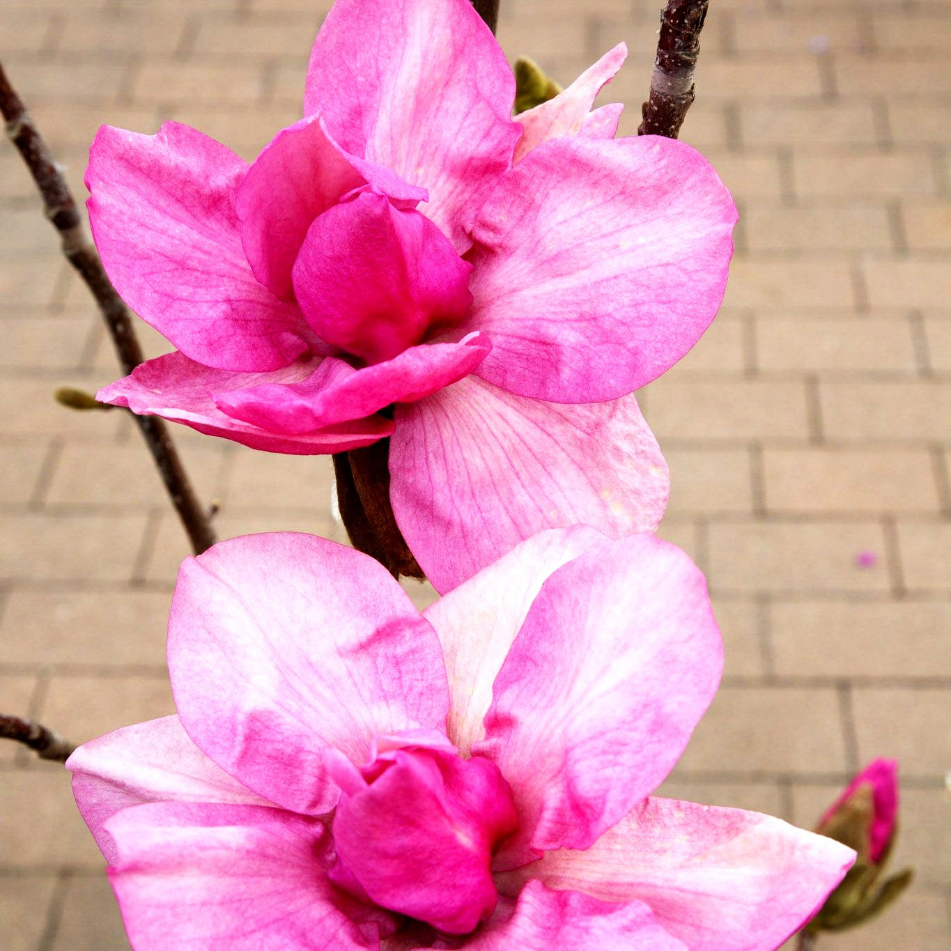 Magnolie 'Felix Jury' (Magnolia x cult.)