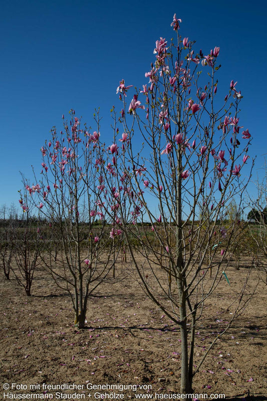 Magnolie 'Galaxy' (Magnolia x cult.)