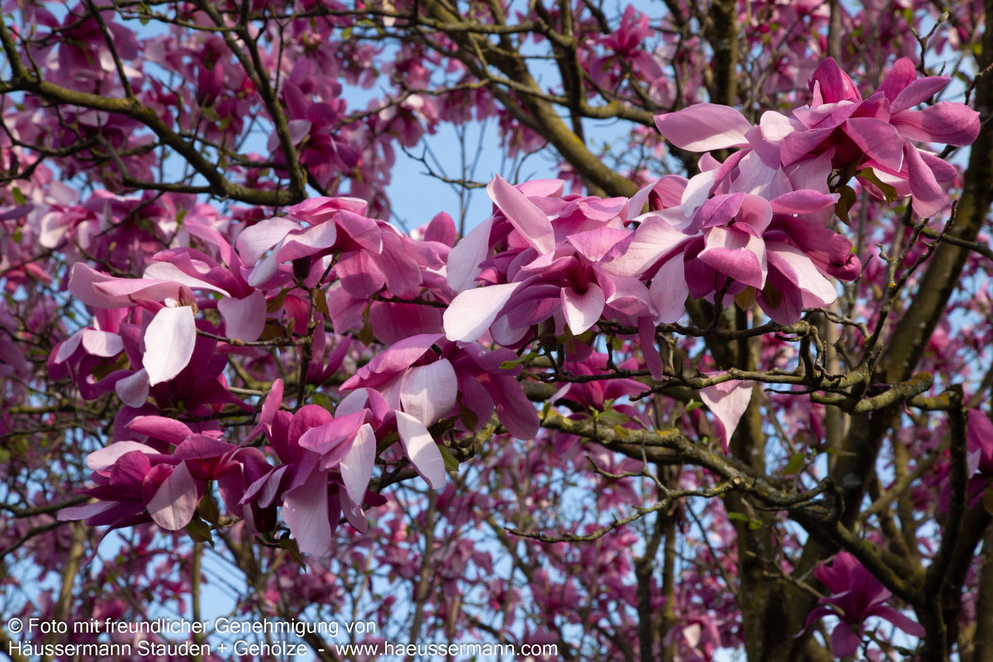 Magnolie 'Galaxy' (Magnolia x cult.)