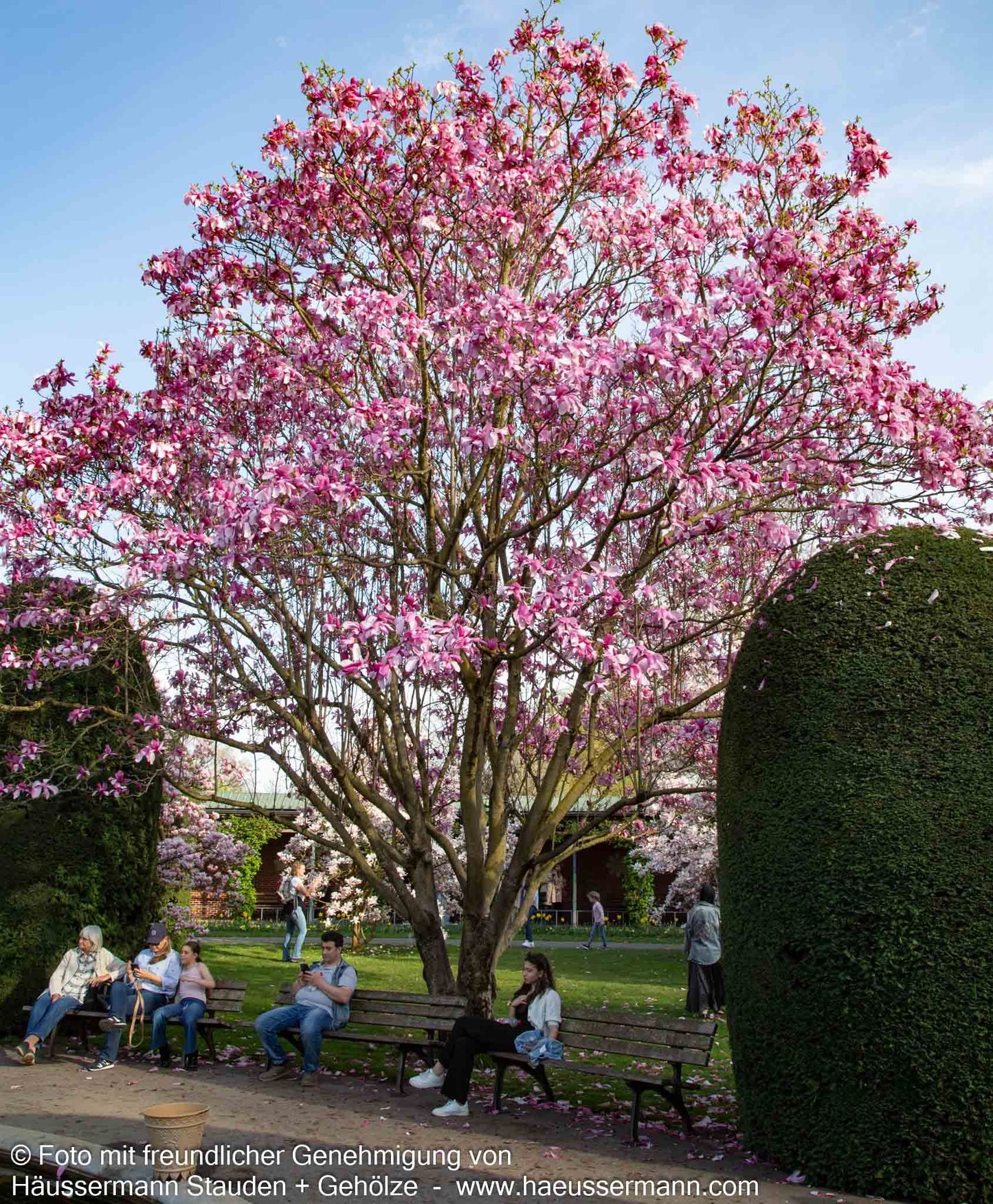 Magnolie 'Galaxy' (Magnolia x cult.)