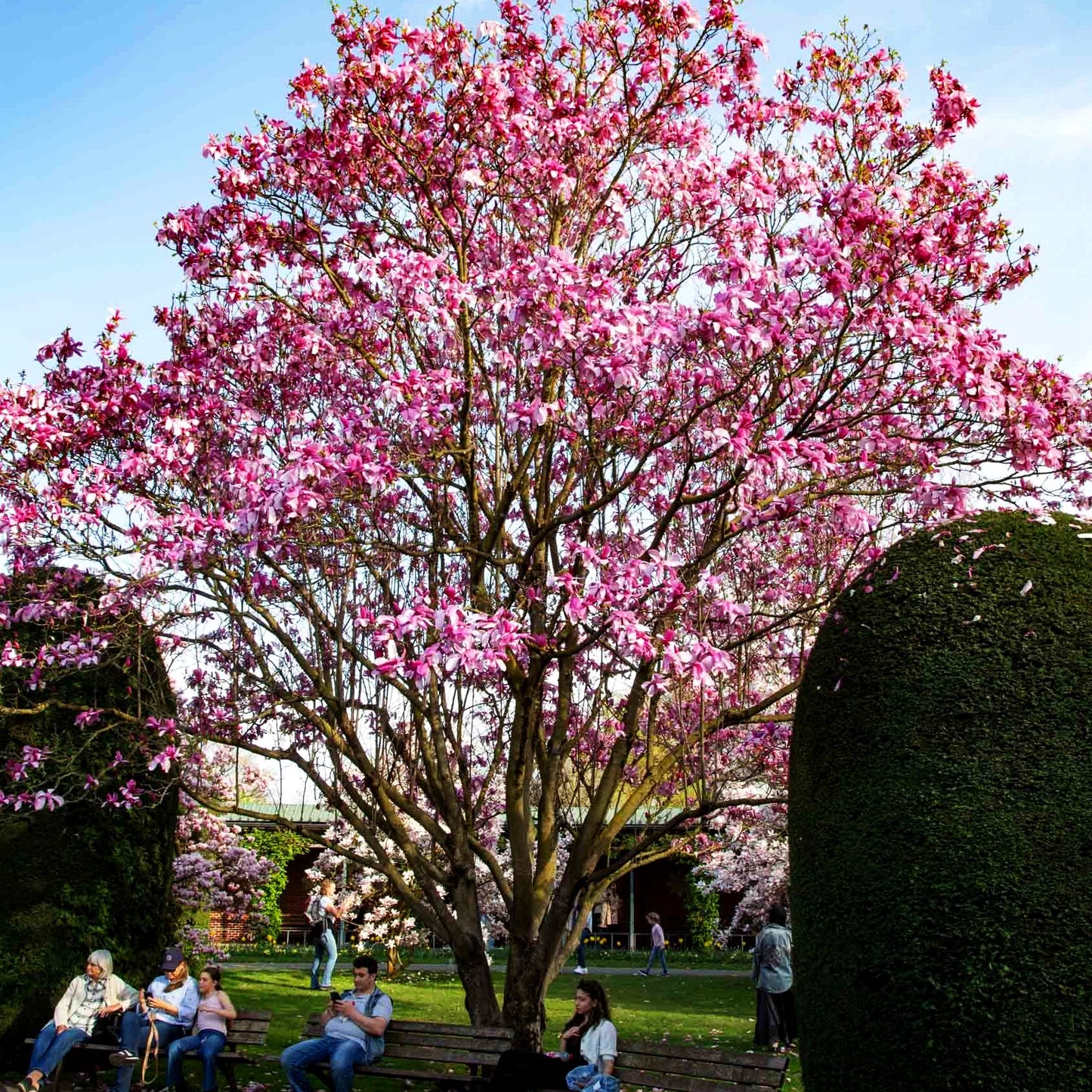 Magnolie 'Galaxy' (Magnolia x cult.)