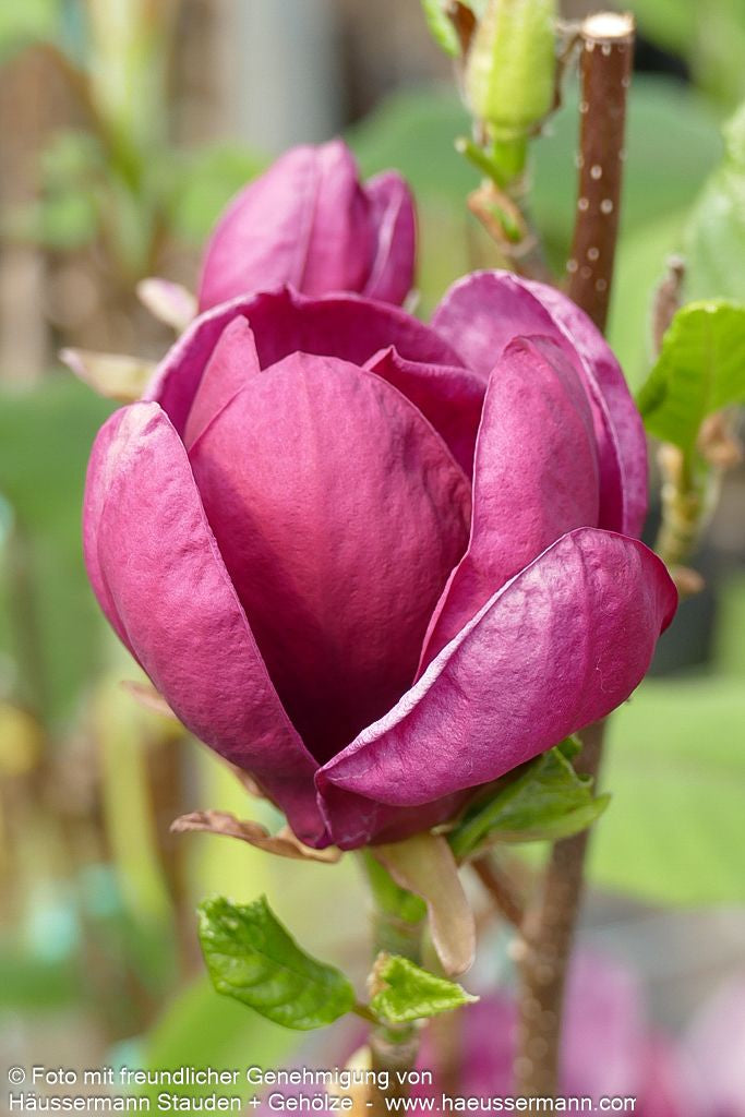 Magnolie 'Genie' (Magnolia x cult.)