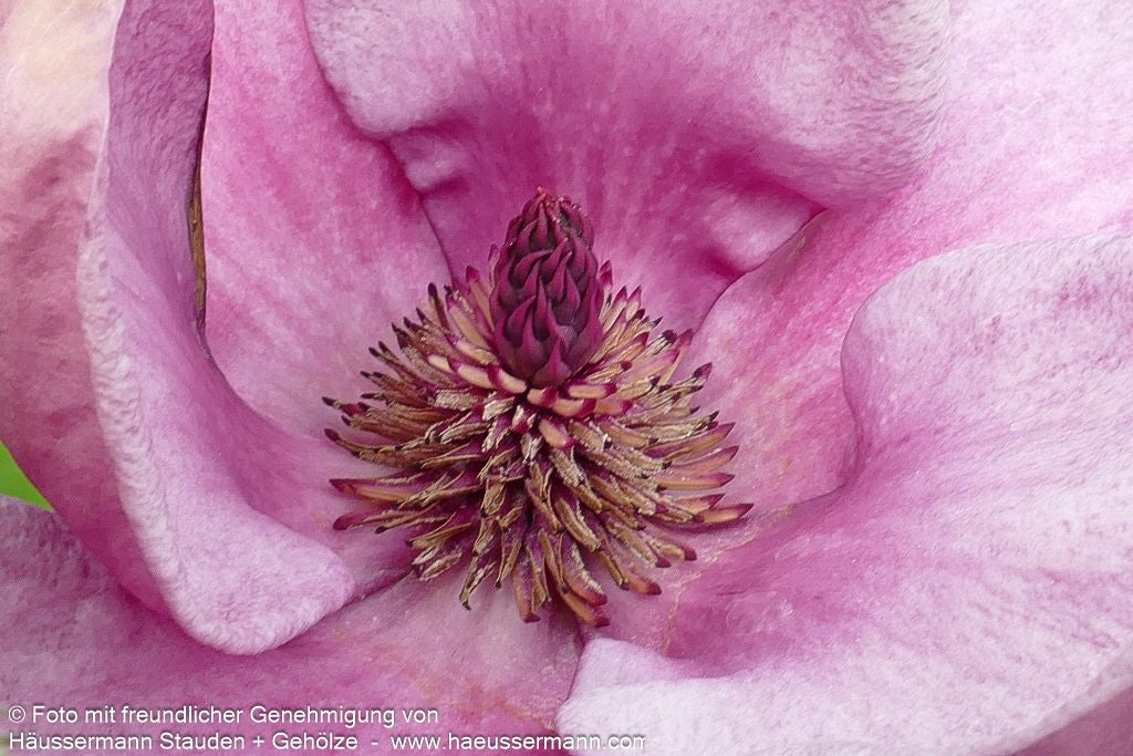 Magnolie 'Genie' (Magnolia x cult.)