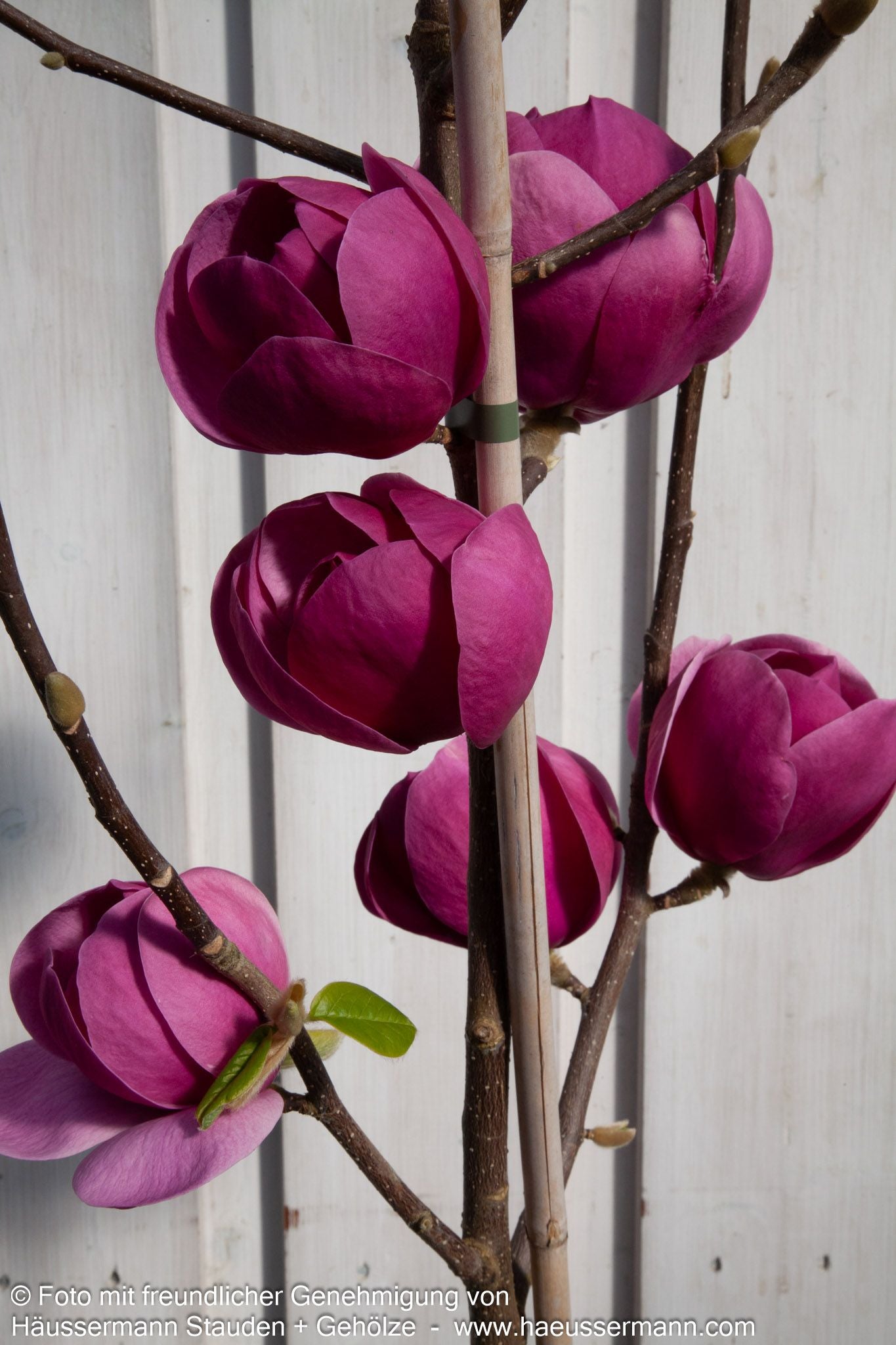 Magnolie 'Genie' (Magnolia x cult.)
