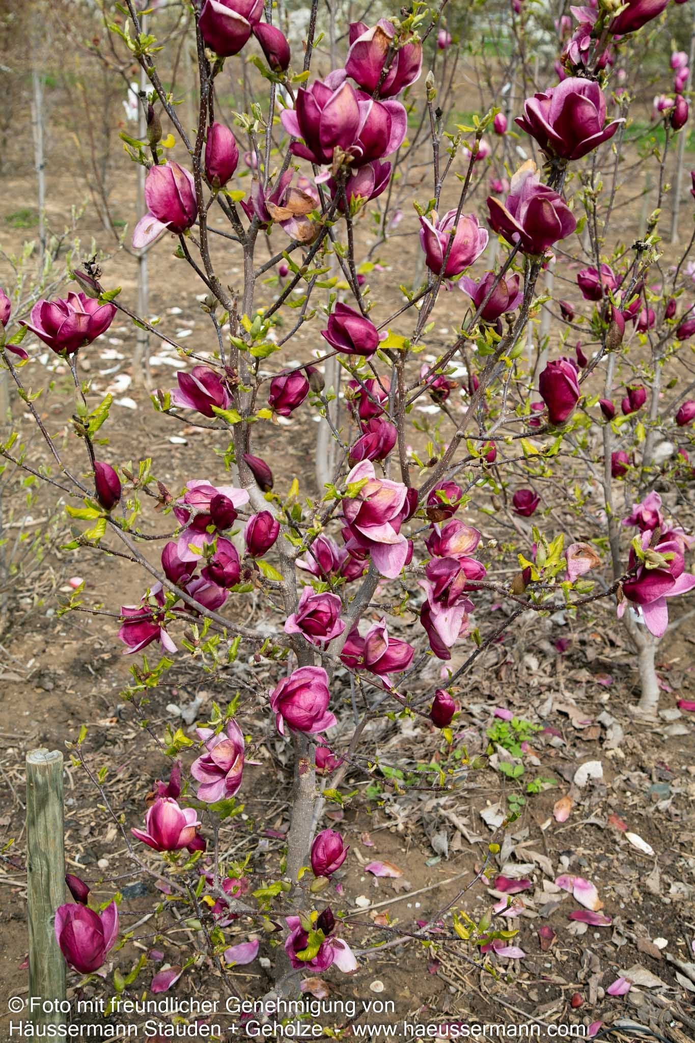 Magnolie 'Genie' (Magnolia x cult.)