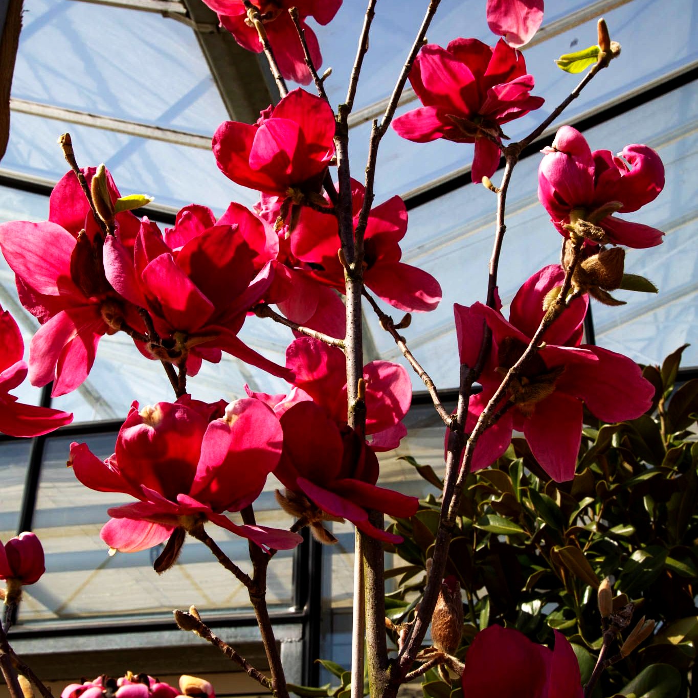 Magnolie 'Ian's Red' (Magnolia x cult.)