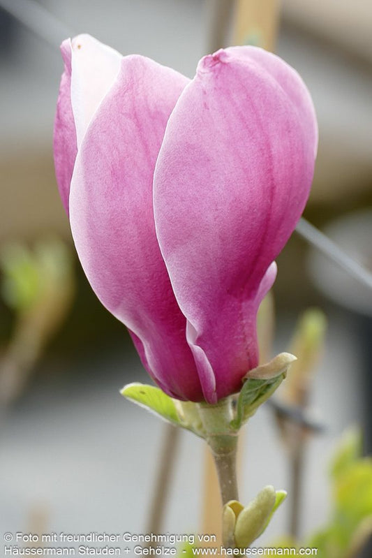 Magnolie 'March Til Frost' (Magnolia x cult.)
