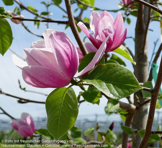 Magnolie 'Rose Marie' (Magnolia x cult.)