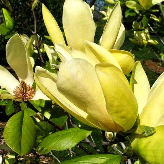 Magnolie 'Solar Flair' (Magnolia x cult.)