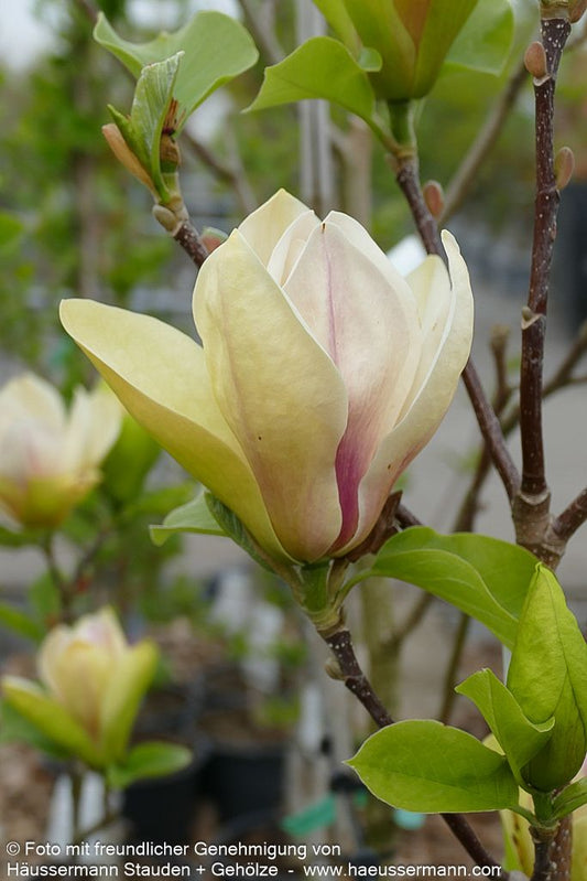 Magnolie 'Sunsation' (Magnolia x cult.)