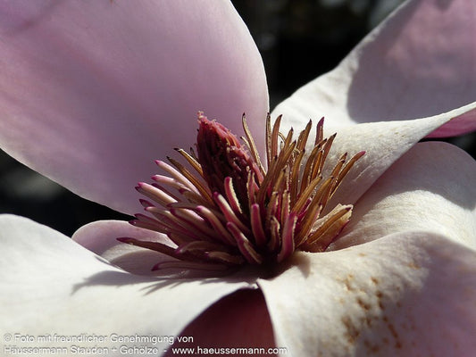 Magnolie 'Tikitere' (Magnolia x cult.)