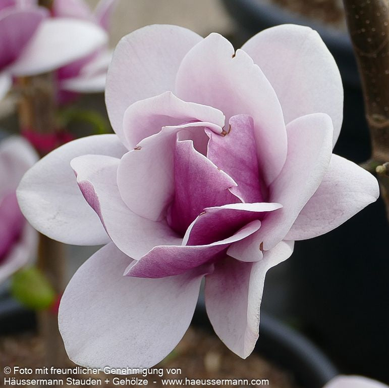 Magnolie 'Venus' (Magnolia x cult.)