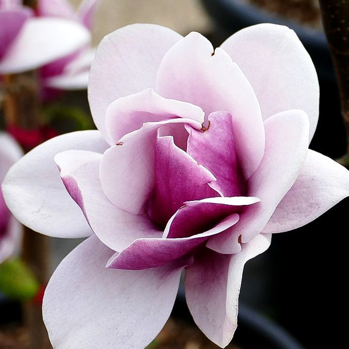 Magnolie 'Venus' (Magnolia x cult.)