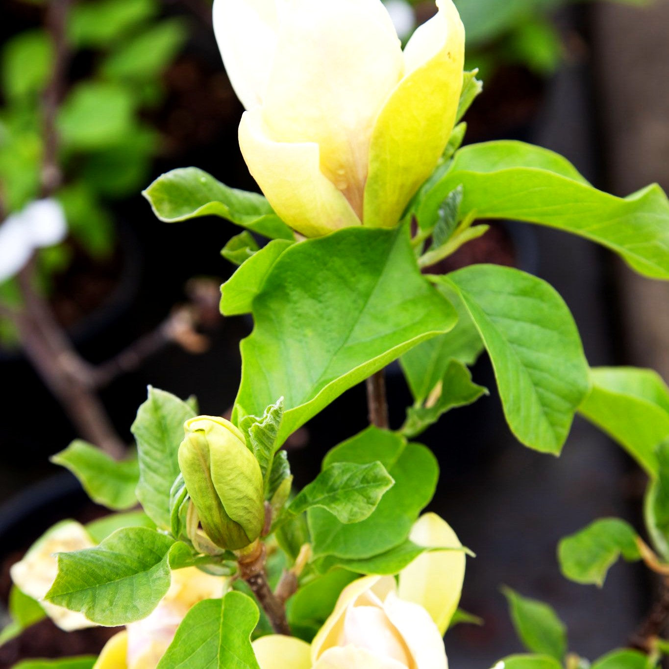 Magnolie 'Woodsman' (Magnolia x brooklynenis)