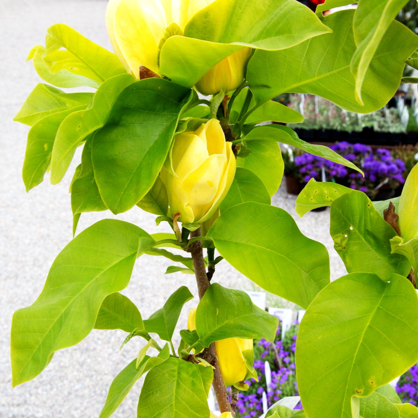 Magnolie 'Yellow Bird' (Magnolia x brooklynensis)