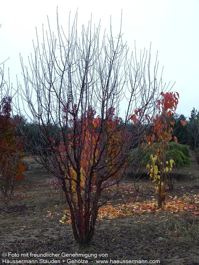 Mahagoni-Kirsche (Prunus serrula)