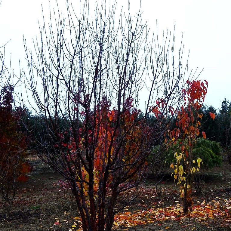 Mahagoni-Kirsche (Prunus serrula)