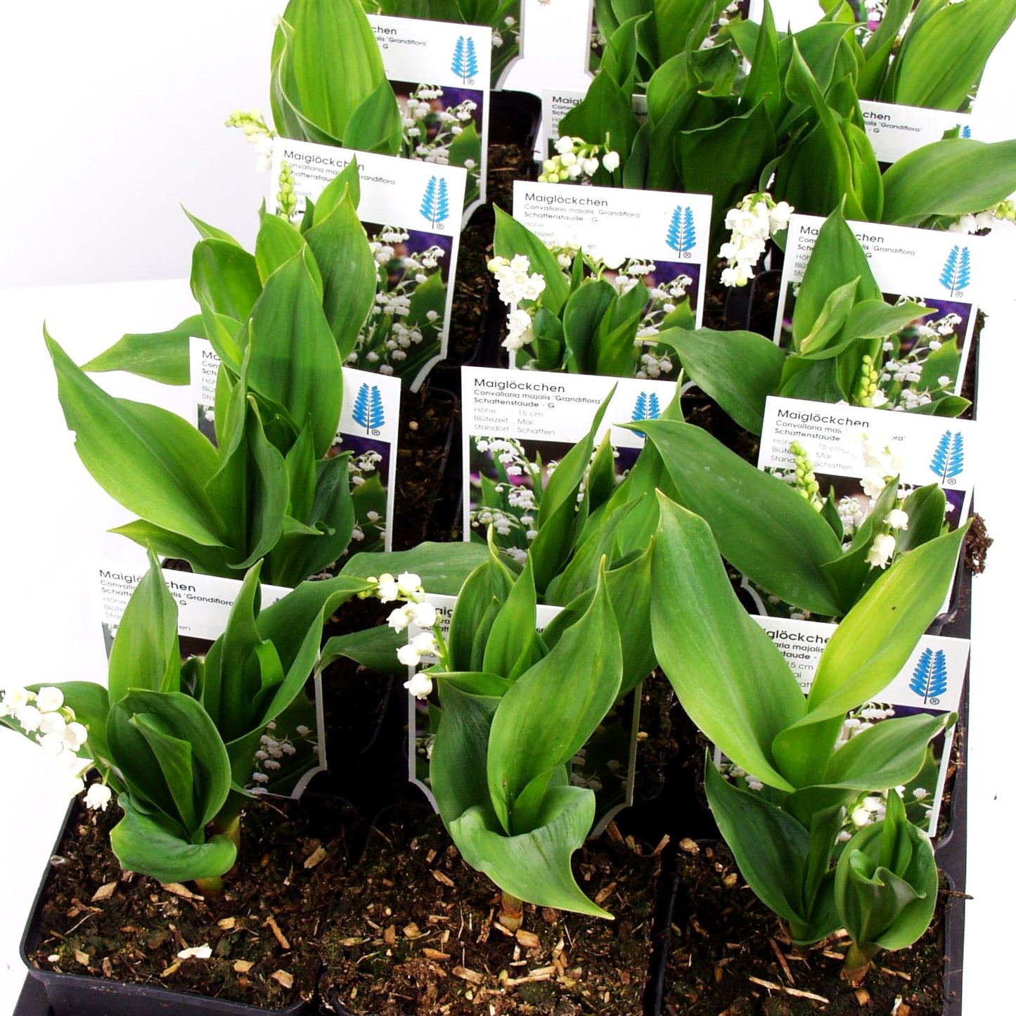 Maiglöckchen 'Grandiflora' (Convallaria majalis)