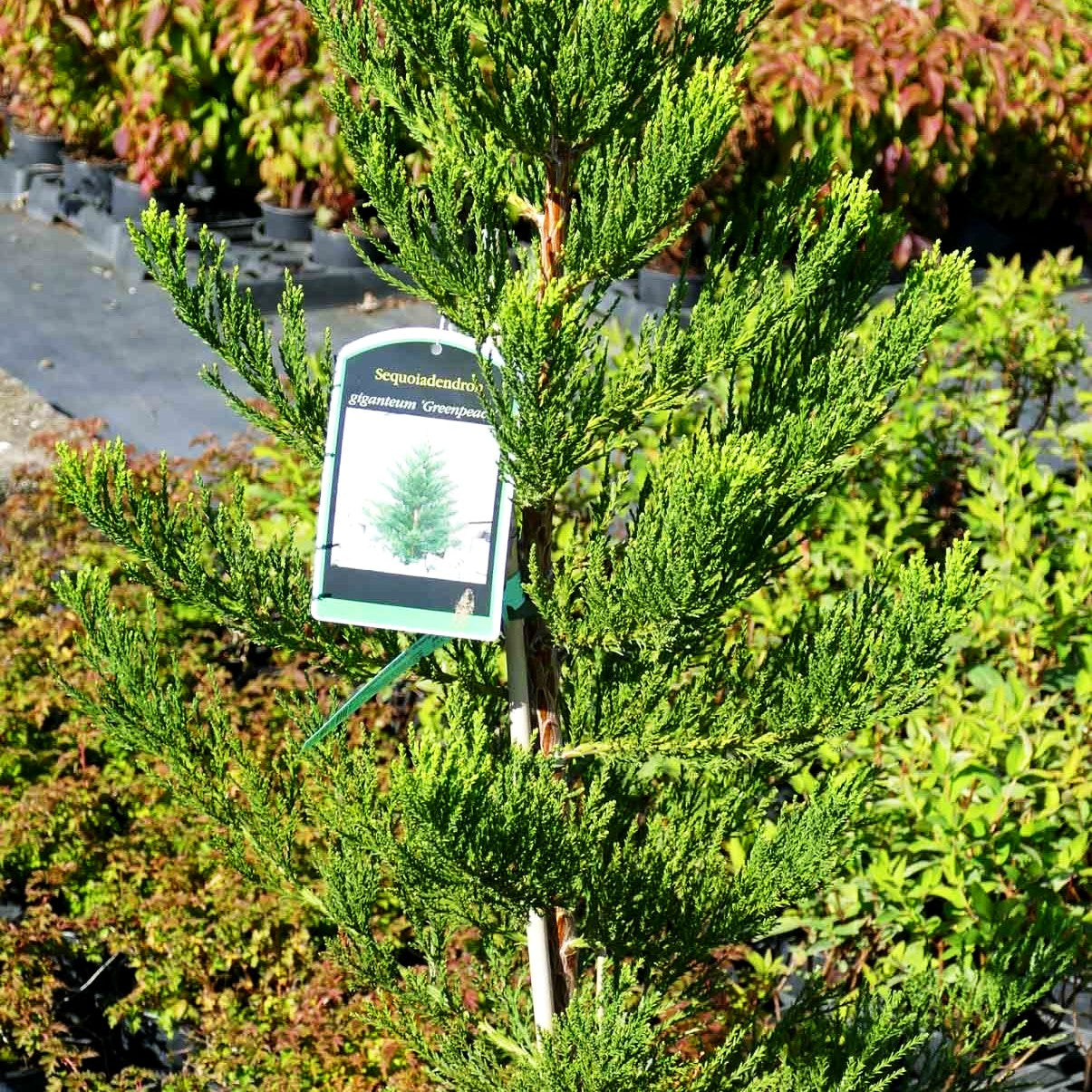 Mammutbaum 'Greenpeace' (Sequoiadendron gigant.)