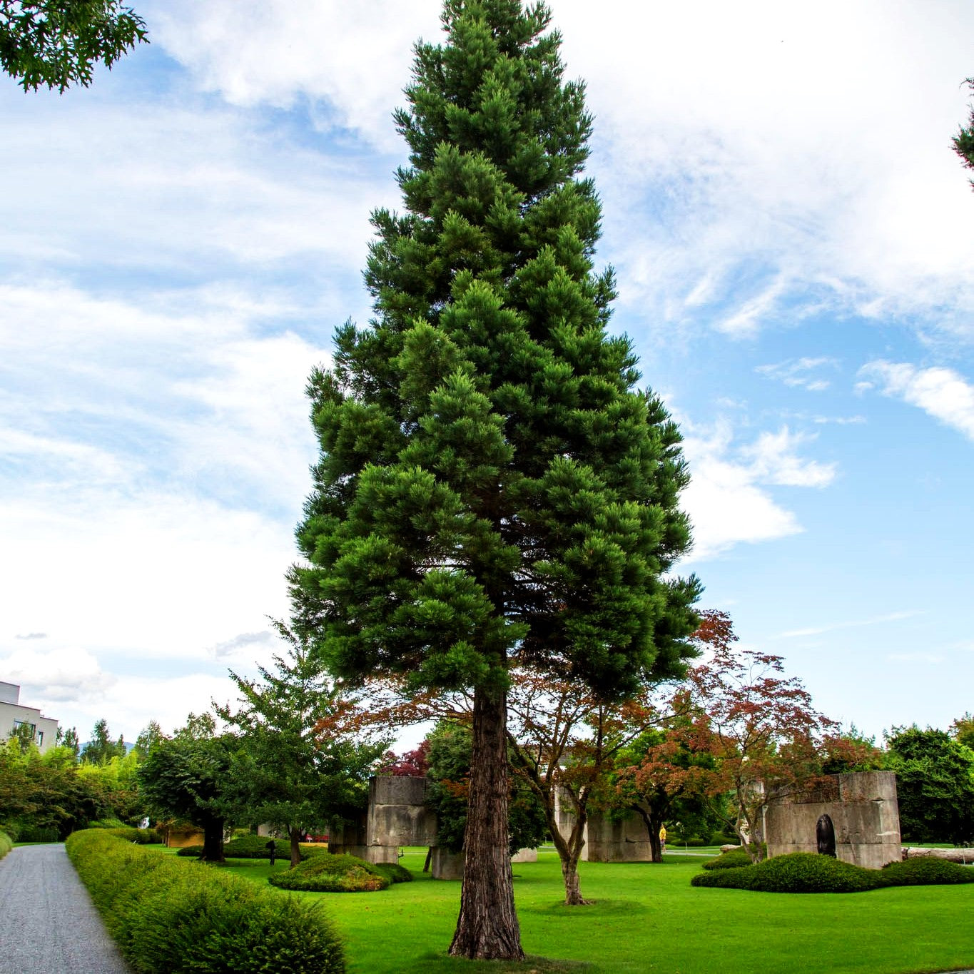 Mammutbaum (Sequoiadendron giganteum)