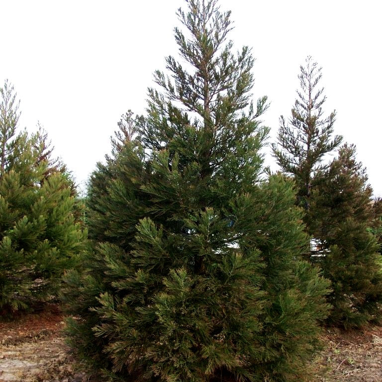 Mammutbaum (Sequoiadendron giganteum)