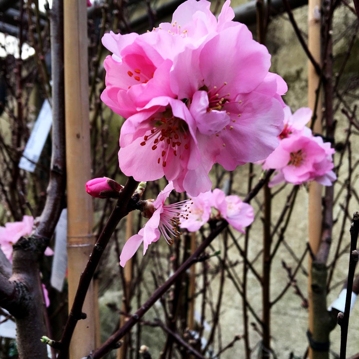 Mandel 'Mandelkönigin' (Prunus amy.)
