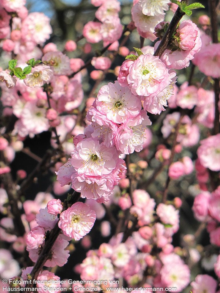 Mandelbäumchen (Prunus triloba)