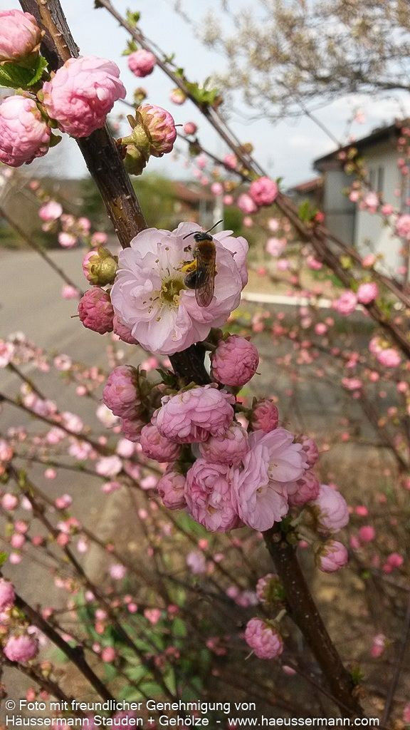 Mandelbäumchen (Prunus triloba)