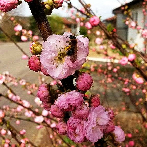 Mandelbäumchen (Prunus triloba)