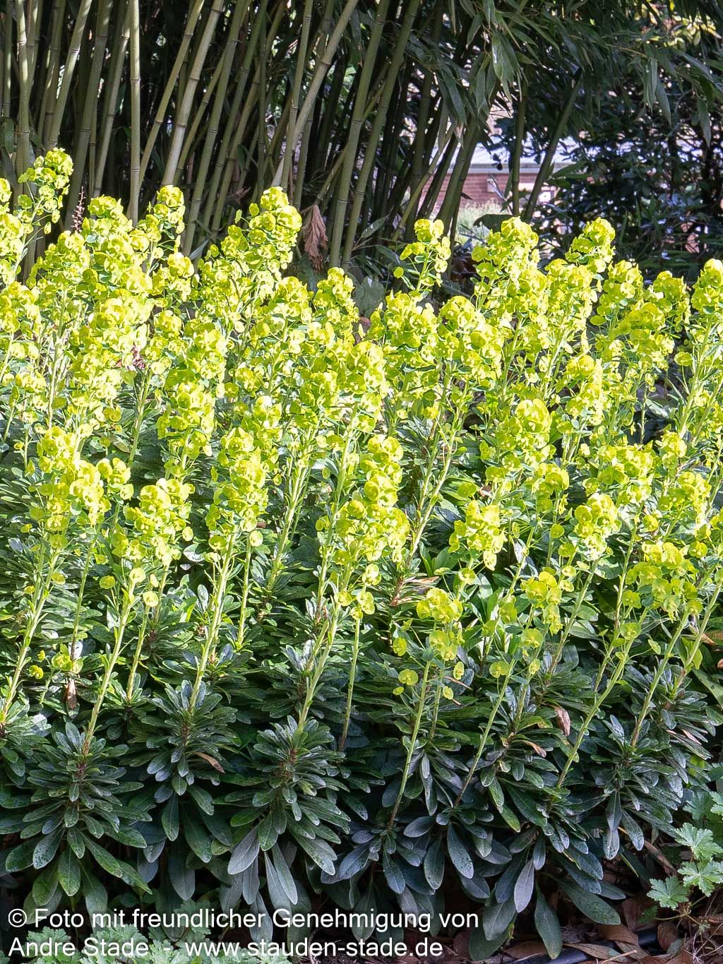 Mandelblättrige Wolfsmilch (Euphorbia amygdaloides var. robbiae)