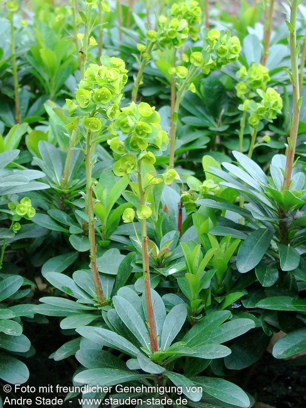 Mandelblättrige Wolfsmilch (Euphorbia amygdaloides var. robbiae)
