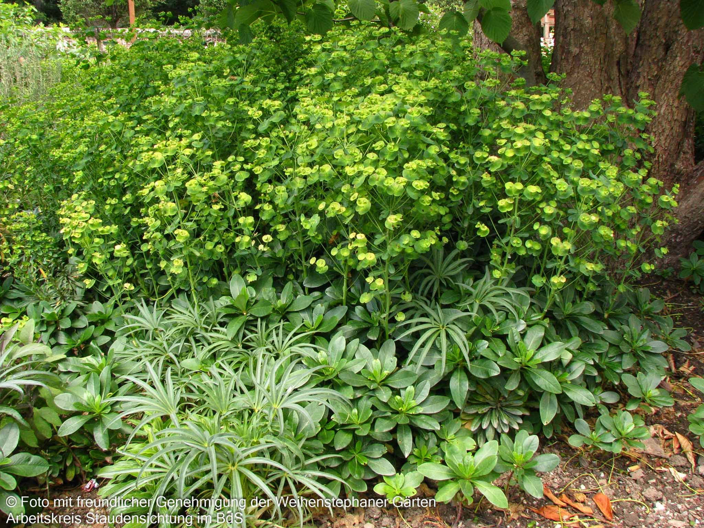 Mandelblättrige Wolfsmilch (Euphorbia amygdaloides var. robbiae)