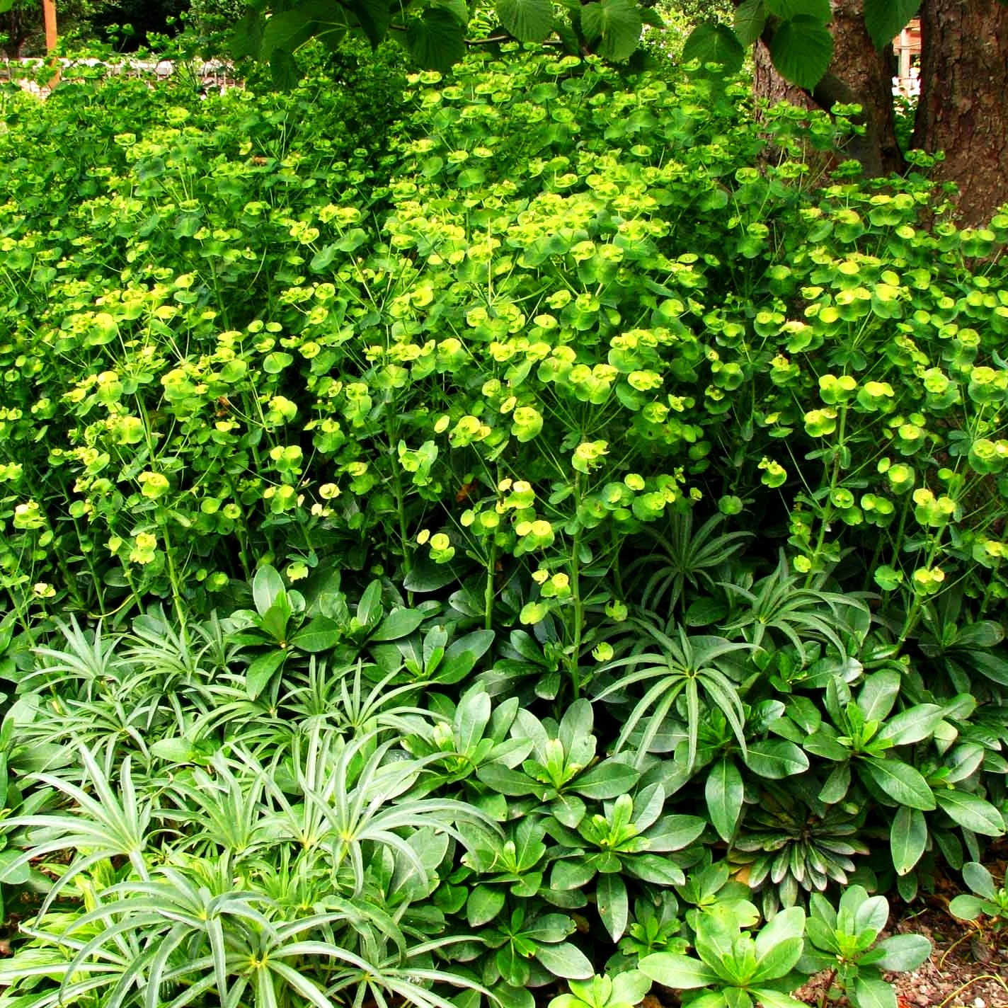 Mandelblättrige Wolfsmilch (Euphorbia amygdaloides var. robbiae)