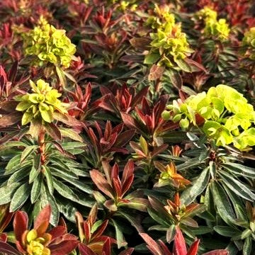 Mandelblättrige Wolfsmilch 'Medea' (Euphorbia amygdaloides)