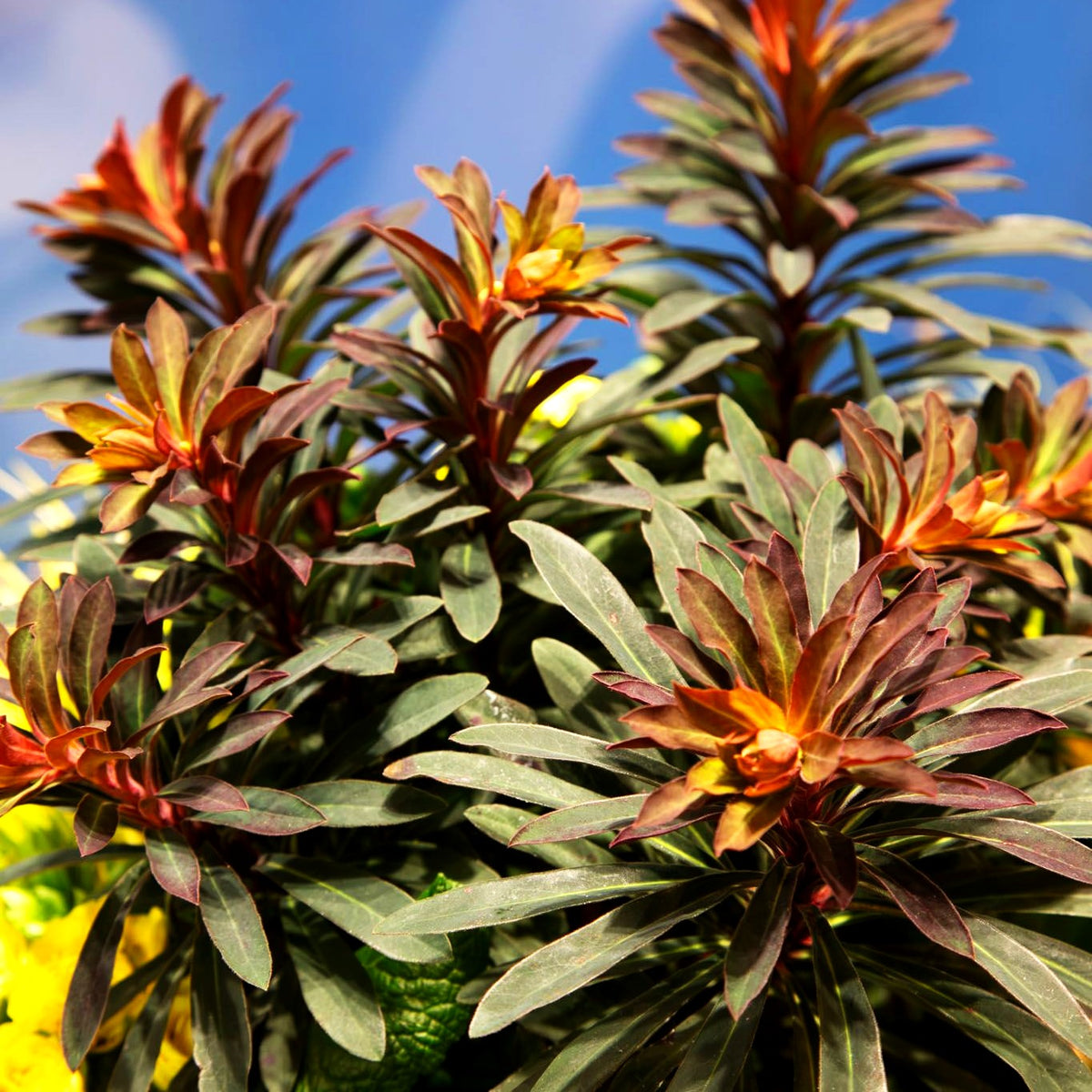 Mandelblättrige Wolfsmilch 'Miners Merlot' (Euphorbia amygdaloides)