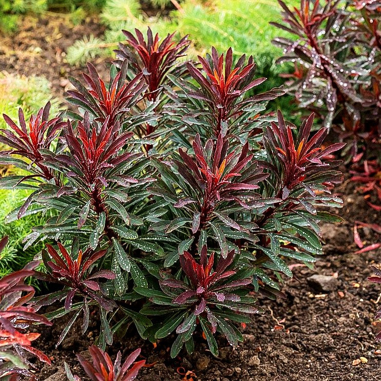 Mandelblättrige Wolfsmilch 'Miners Merlot' (Euphorbia amygdaloides)