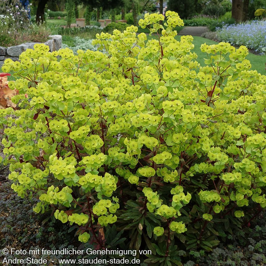 Mandelblättrige Wolfsmilch 'Purpurea' (Euphorbia amygdaloides)