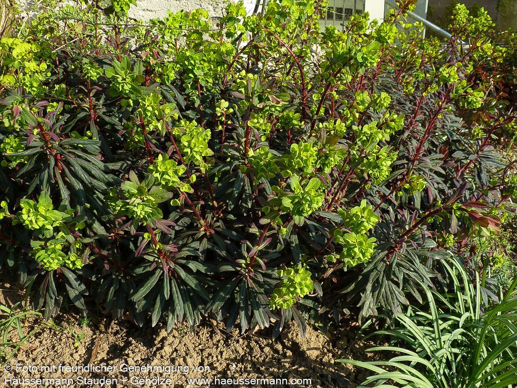 Mandelblättrige Wolfsmilch 'Purpurea' (Euphorbia amygdaloides)