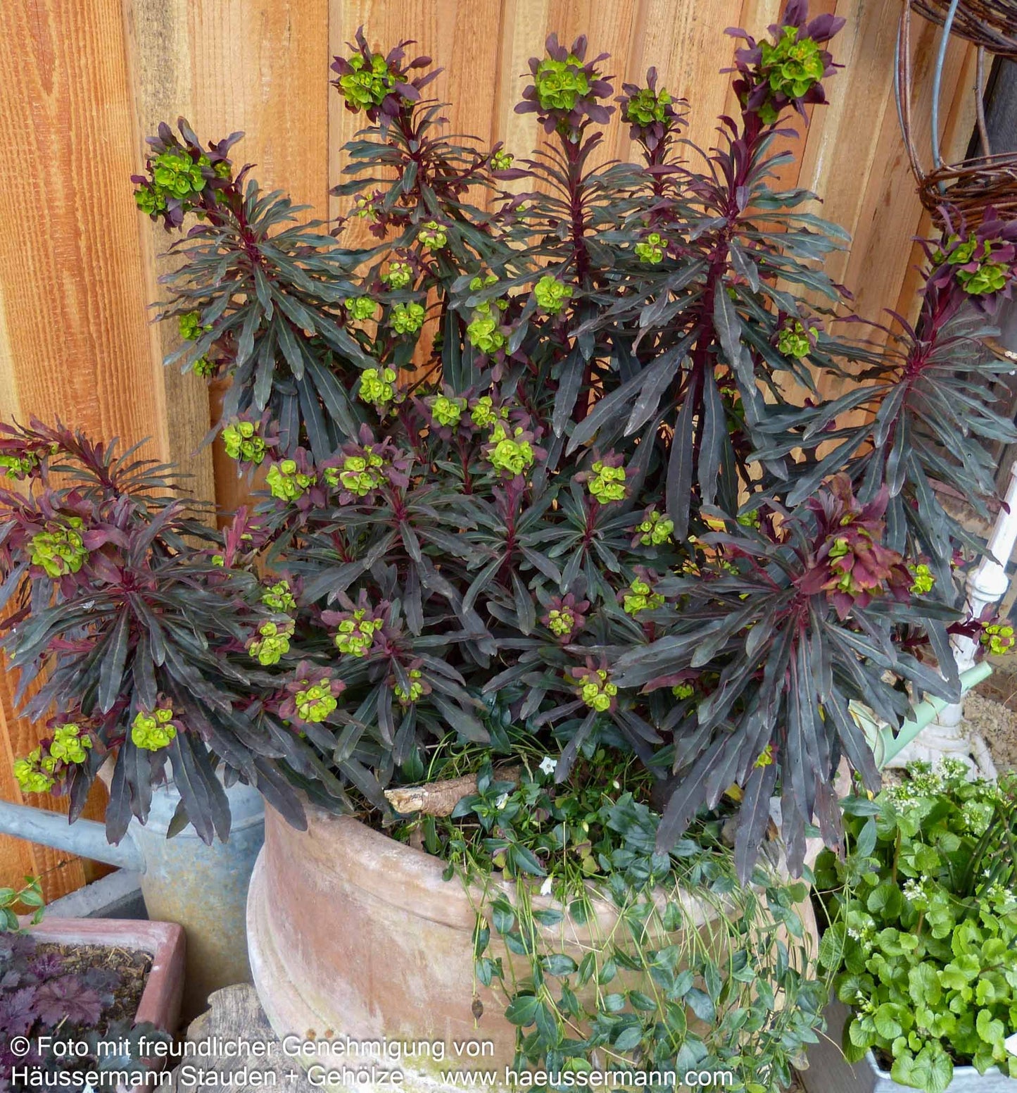 Mandelblättrige Wolfsmilch 'Purpurea' (Euphorbia amygdaloides)