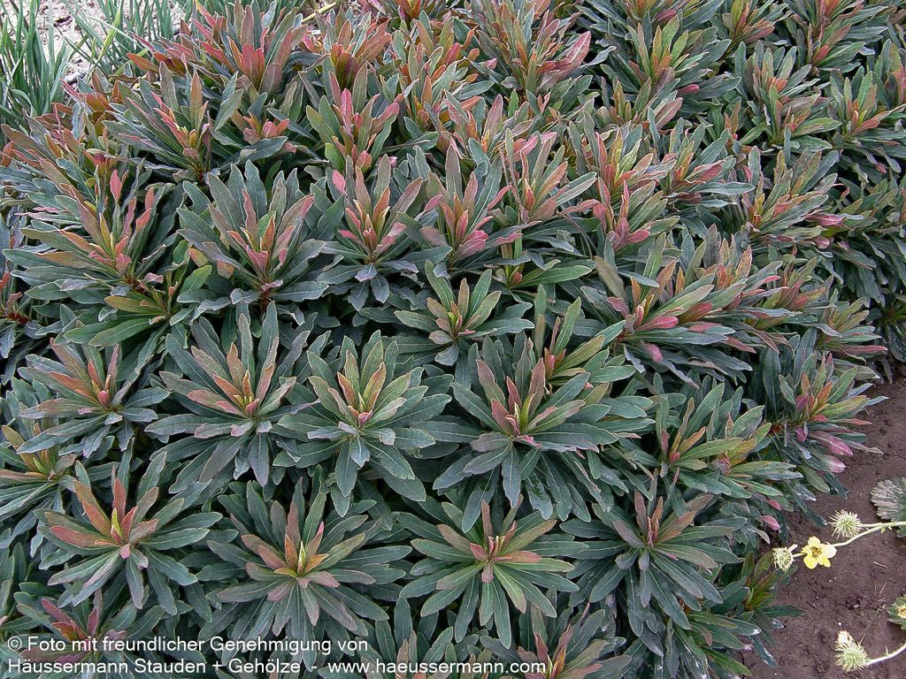 Mandelblättrige Wolfsmilch 'Purpurea' (Euphorbia amygdaloides)