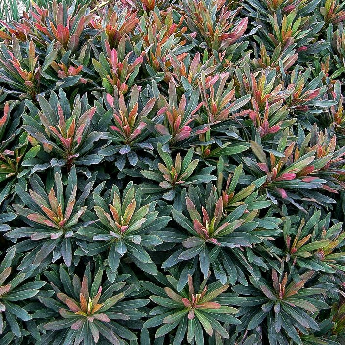 Mandelblättrige Wolfsmilch 'Purpurea' (Euphorbia amygdaloides)